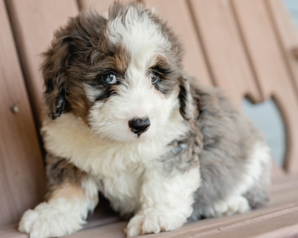 What Should You Know About the Parvovirus?