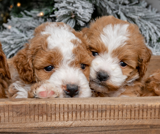 What Should You Know Before Getting a New Puppy?