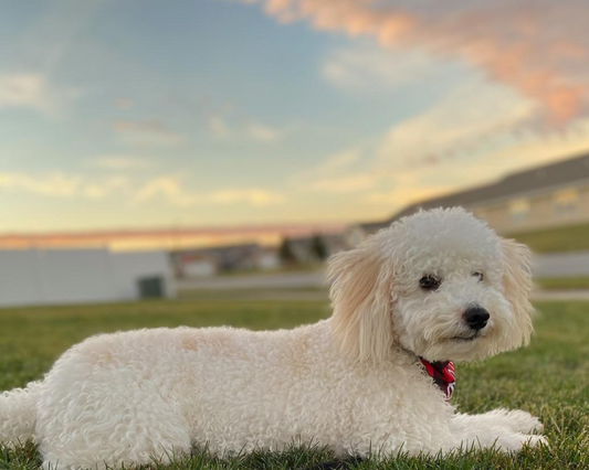 What are the Best Vitamins and Supplements for Senior Goldendoodles?