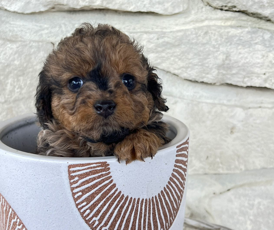What are the Different Goldendoodle Colors and Patterns?