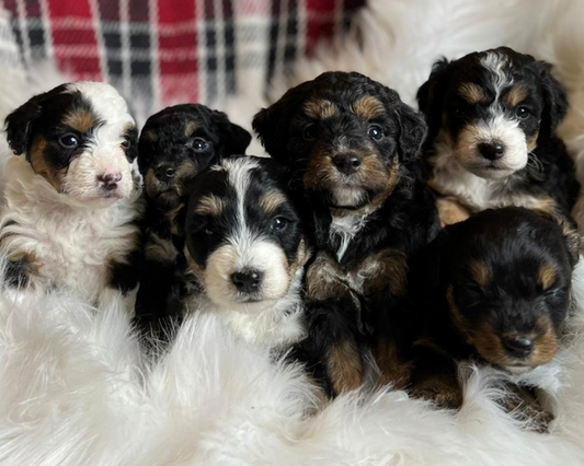 What is Conflict Aggression in Puppies?