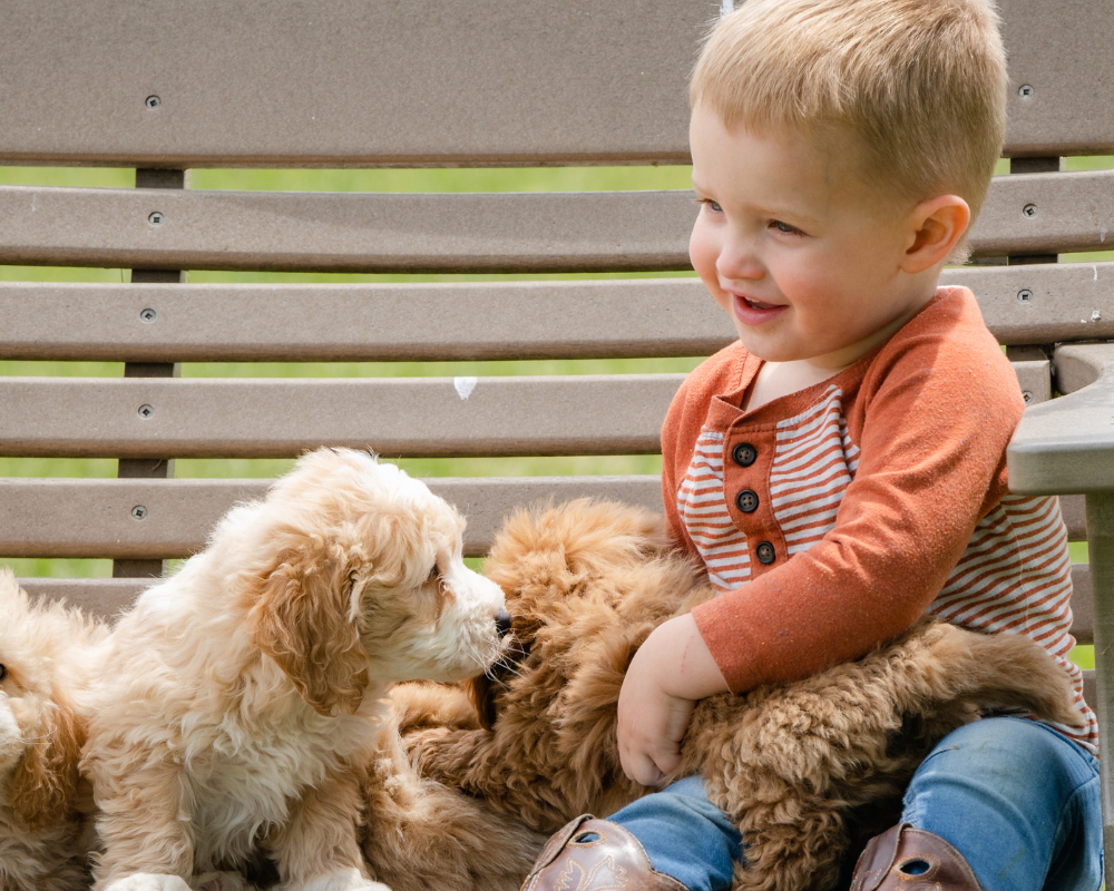 What is Dog Temperament and Why is it So Important?