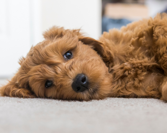 What is Hypoglycemia in Dogs?