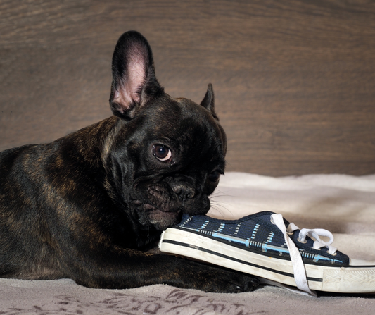 What is Pica in Dogs?