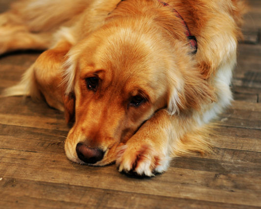 Can Dogs Get Seasonal Affective Disorder?