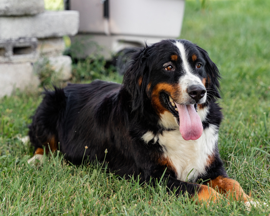 What is the Best Dog Food for Your Picky Eater?