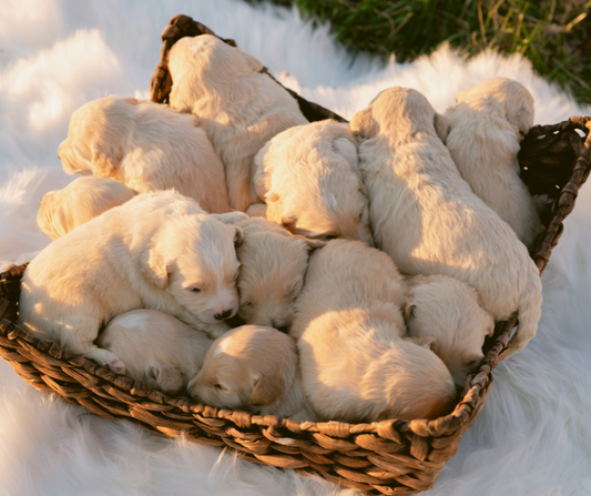 What is the Difference Between an F1 and F1B Goldendoodle?