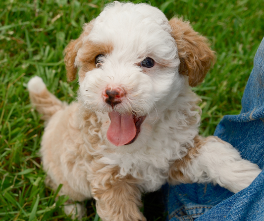 What is the Importance of Feeding Schedules and Portion Control?