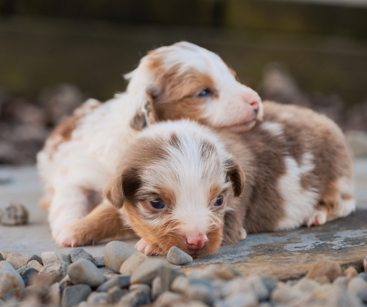 What is the Importance of Regular Vet Check-Ups