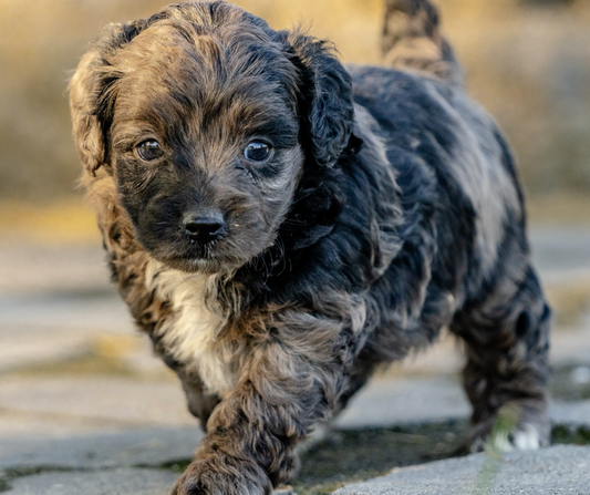 What is the Rarest Bernedoodle Color?