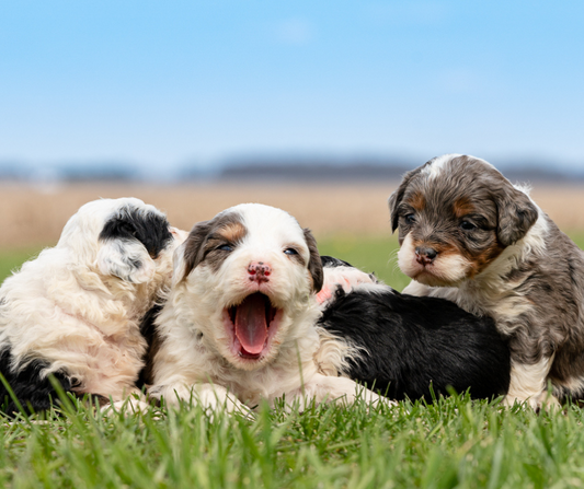 What is the Rarest Goldendoodle Color?