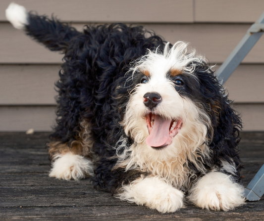 What is the Role of Genetics in Dog Behavior?