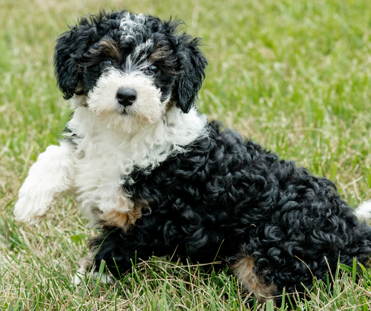 What to Do When Your Doodle Accidentally Eats Chocolate?