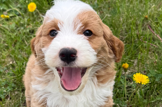 When to Start Grooming Your Goldendoodle Puppy?