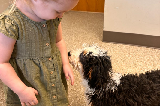 Where to Find Bernedoodles in Indiana?