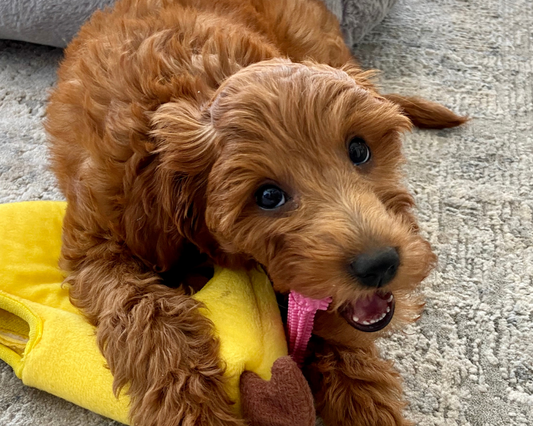 Which Chew Toys Are Ideal for Your Dog?