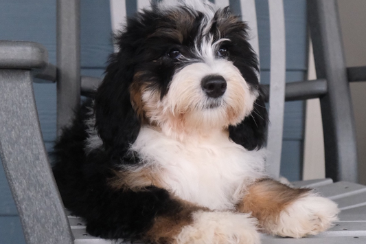 Which is Better for Your Bernedoodle: A Harness or Collar?