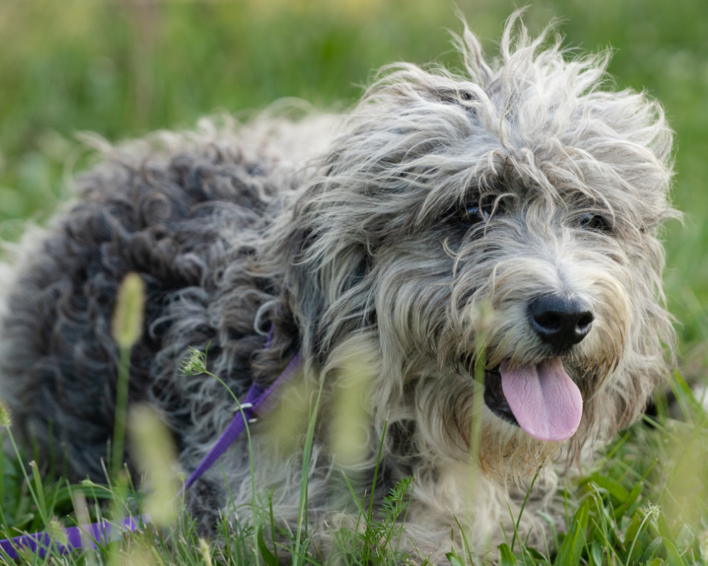 Why Do Dogs Need Probiotics?Β