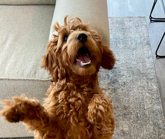 Why Does Your Dog Have Bad Breath and How to Resolve It?