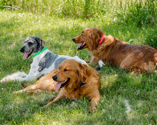 Why Does Your Goldendoodle Eat Grass?