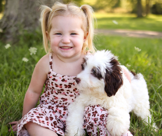 Why Goldendoodles Perfect for Indiana Families
