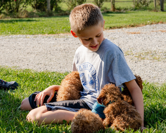 Why is Crate Training Your Goldendoodle Important?