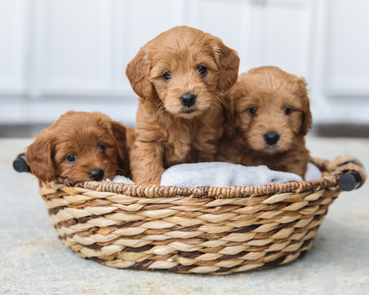 Why is Genetic Testing Before Breeding Important?