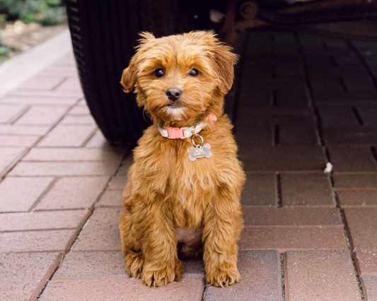 Why is Goldendoodle Dental Care Important?