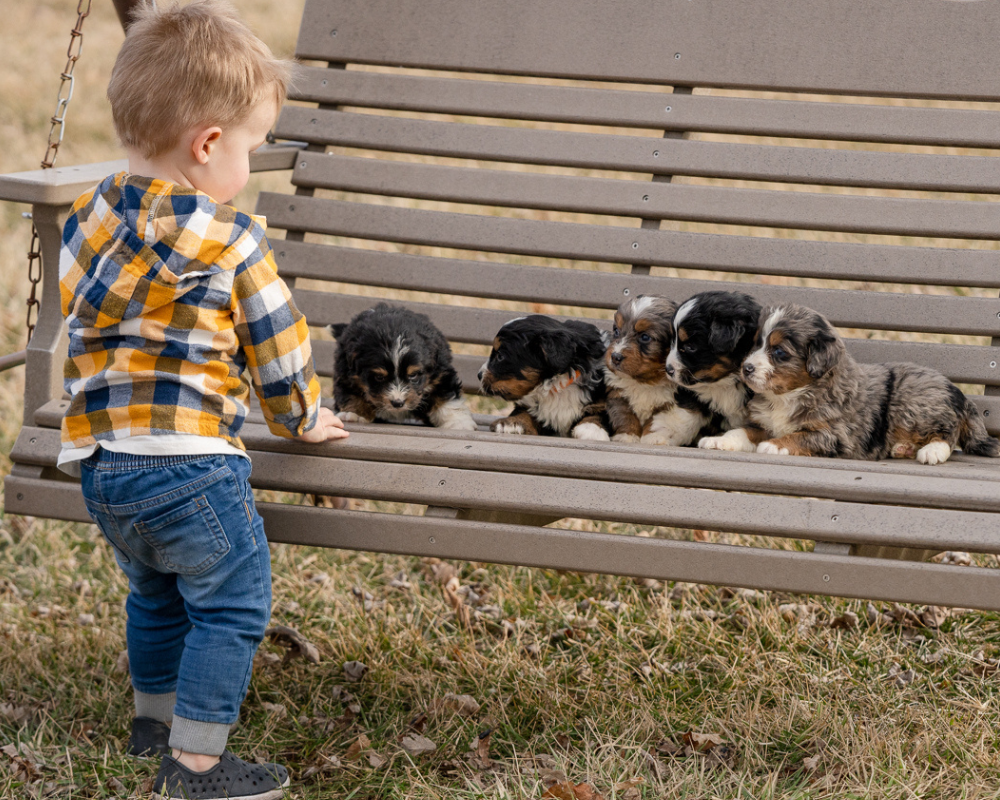 Why is Puppy Socialization Important?