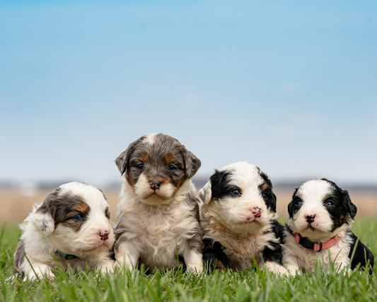 Why is it Important to Microchip Your Bernedoodle?
