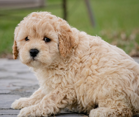 Why is my Dog a Picky Eater?