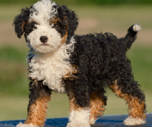 Winter Care Tips for Your Bernedoodle in Indiana