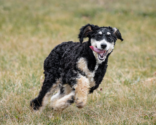 Bernedoodle vs Goldendoodle