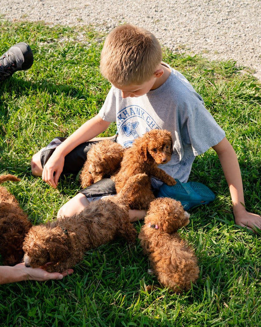 Puppy Training