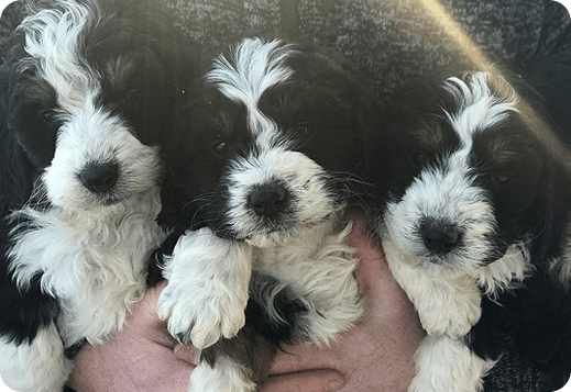 Bernedoodles are the perfect dogs!