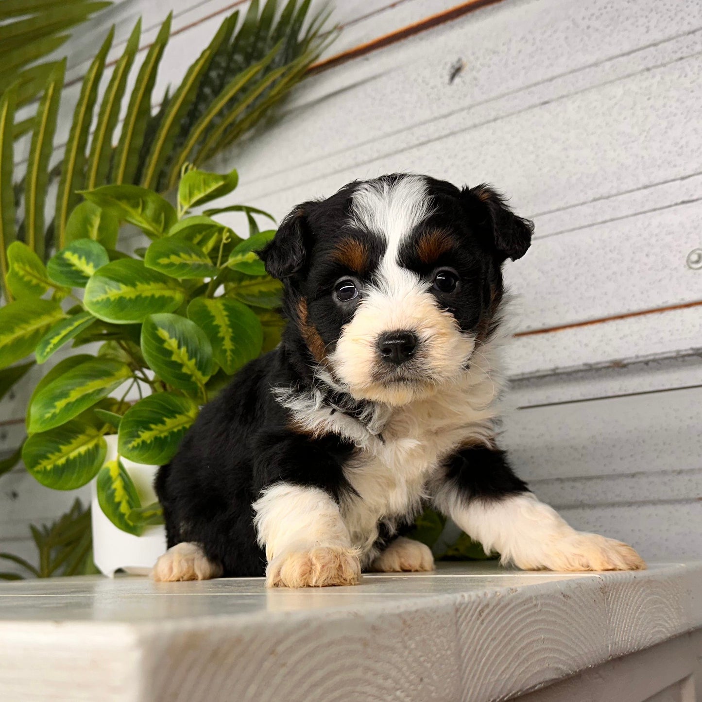 Christmas-Puppies-Bernedoodles