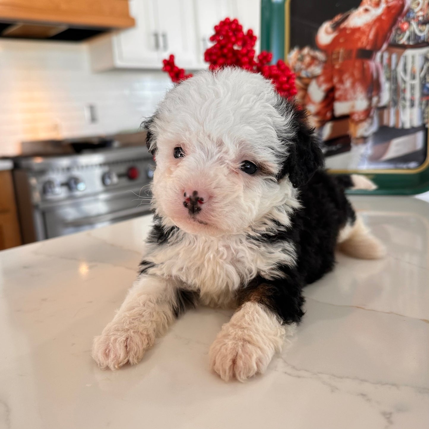 Christmas-Puppies-Bernedoodles