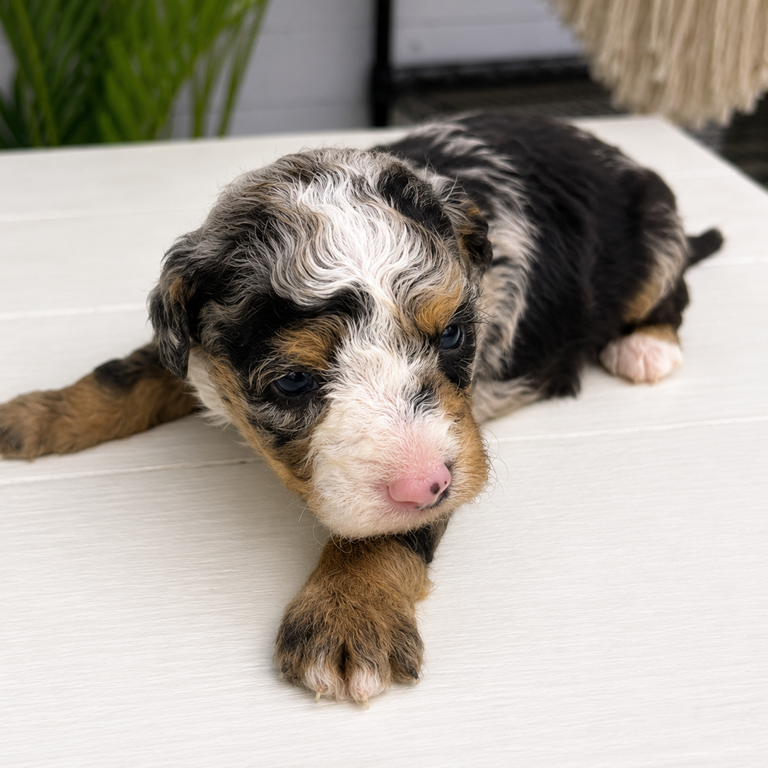 Merle-Bernedoodle-Puppy