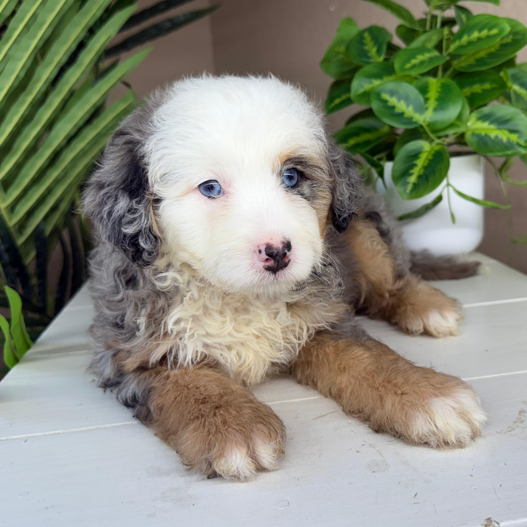 Merle-Bernedoodle