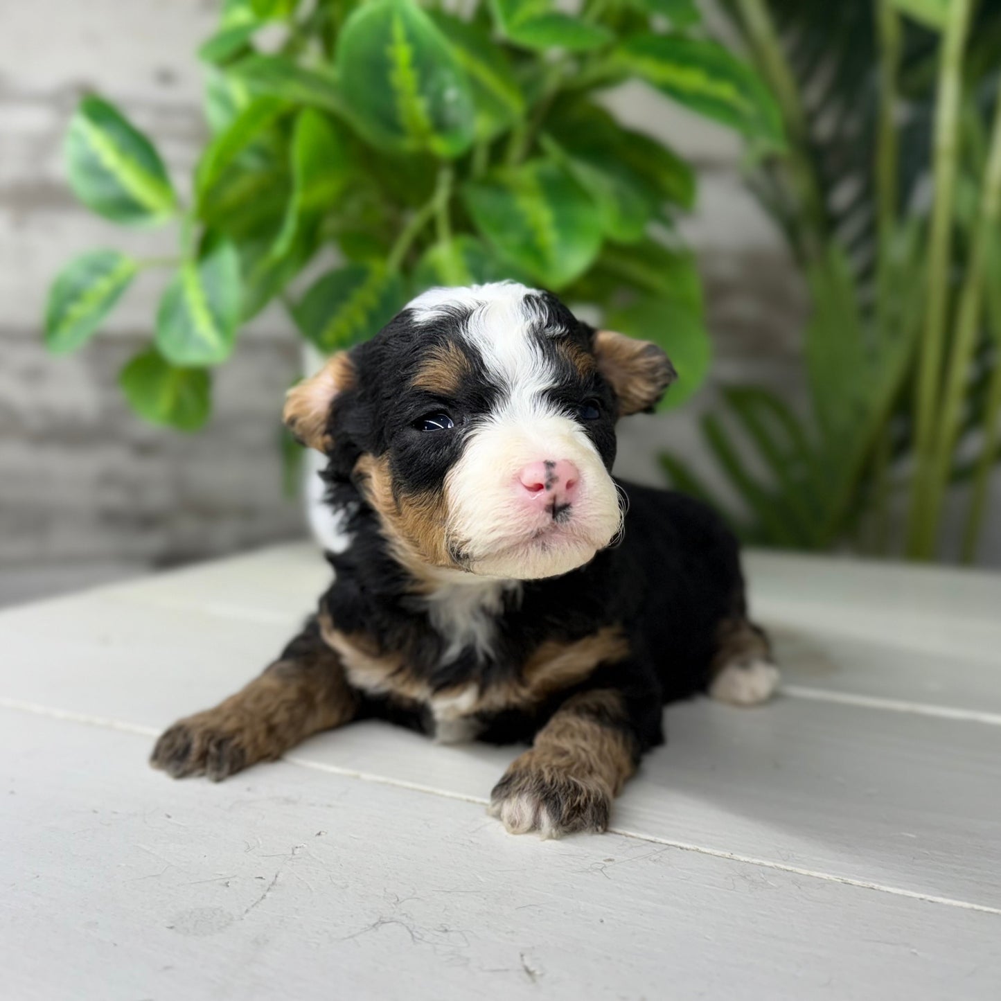 Tri-Color-Micro-Bernedoodle