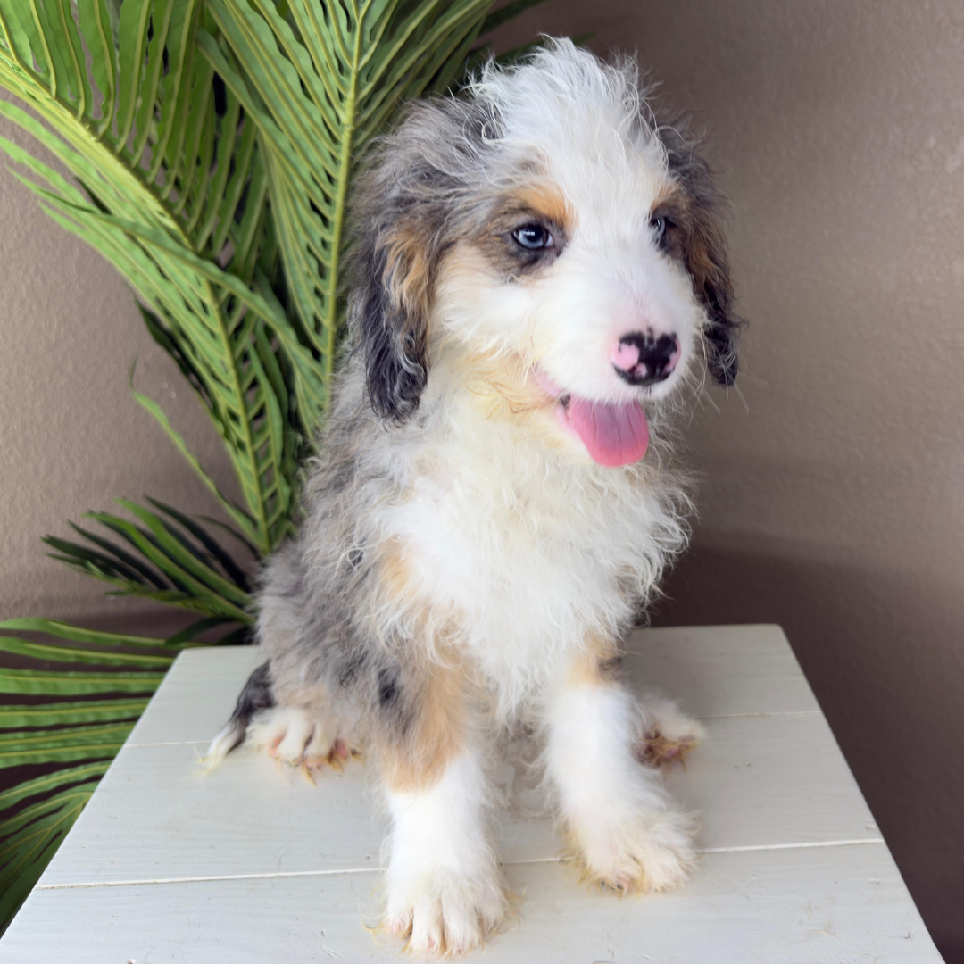 Merle-Micro-Bernedoodle
