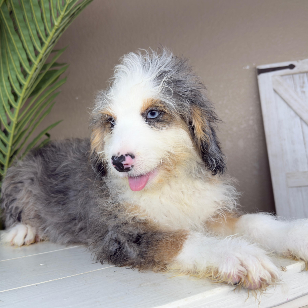 Merle-Micro-Bernedoodle
