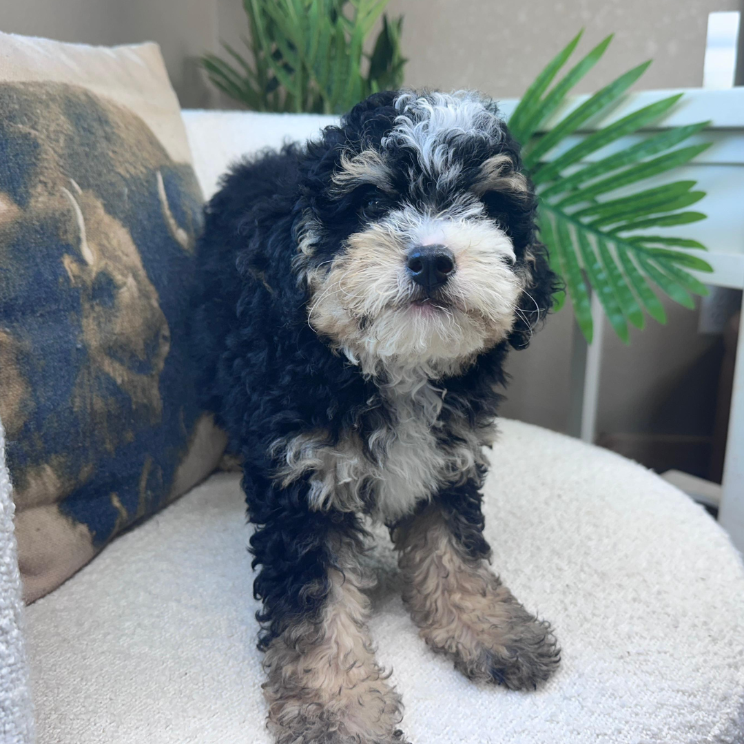 Mini-Bernedoodle-Puppy