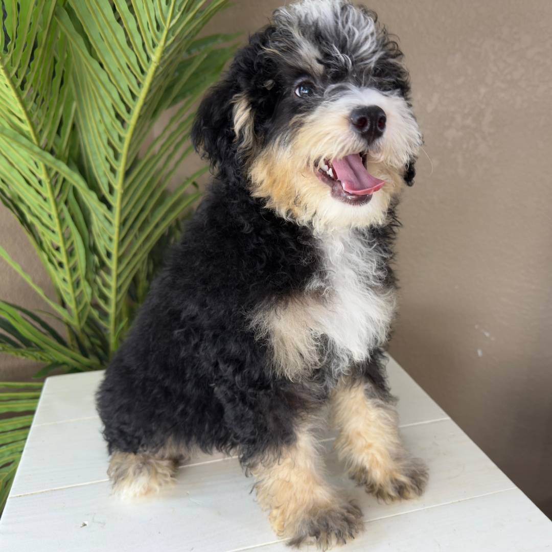 Micro-Bernedoodles