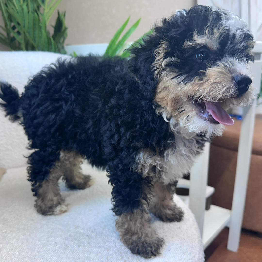 Mini-Bernedoodle-Puppy