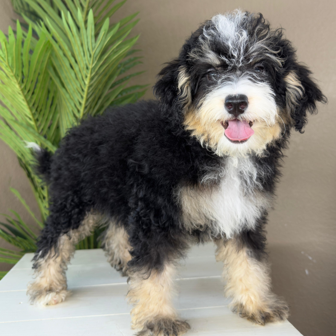 Micro-Bernedoodles