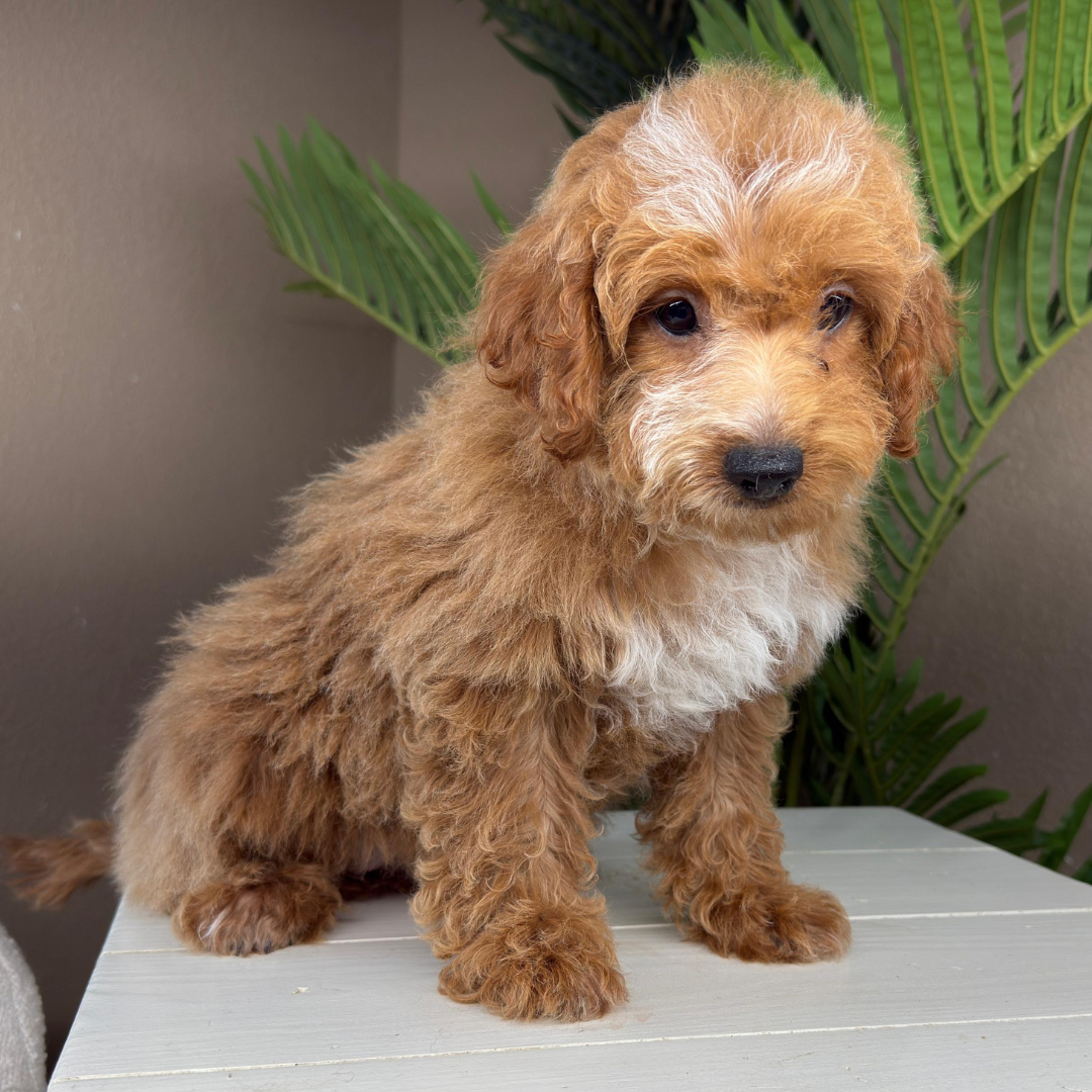 Micro-Goldendoodle-Breeder