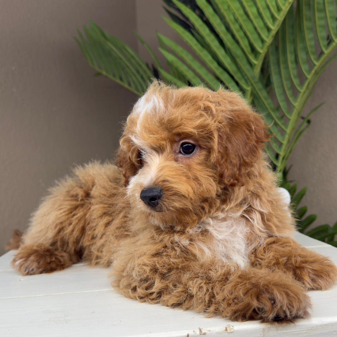 Micro-Goldendoodle-Breeder