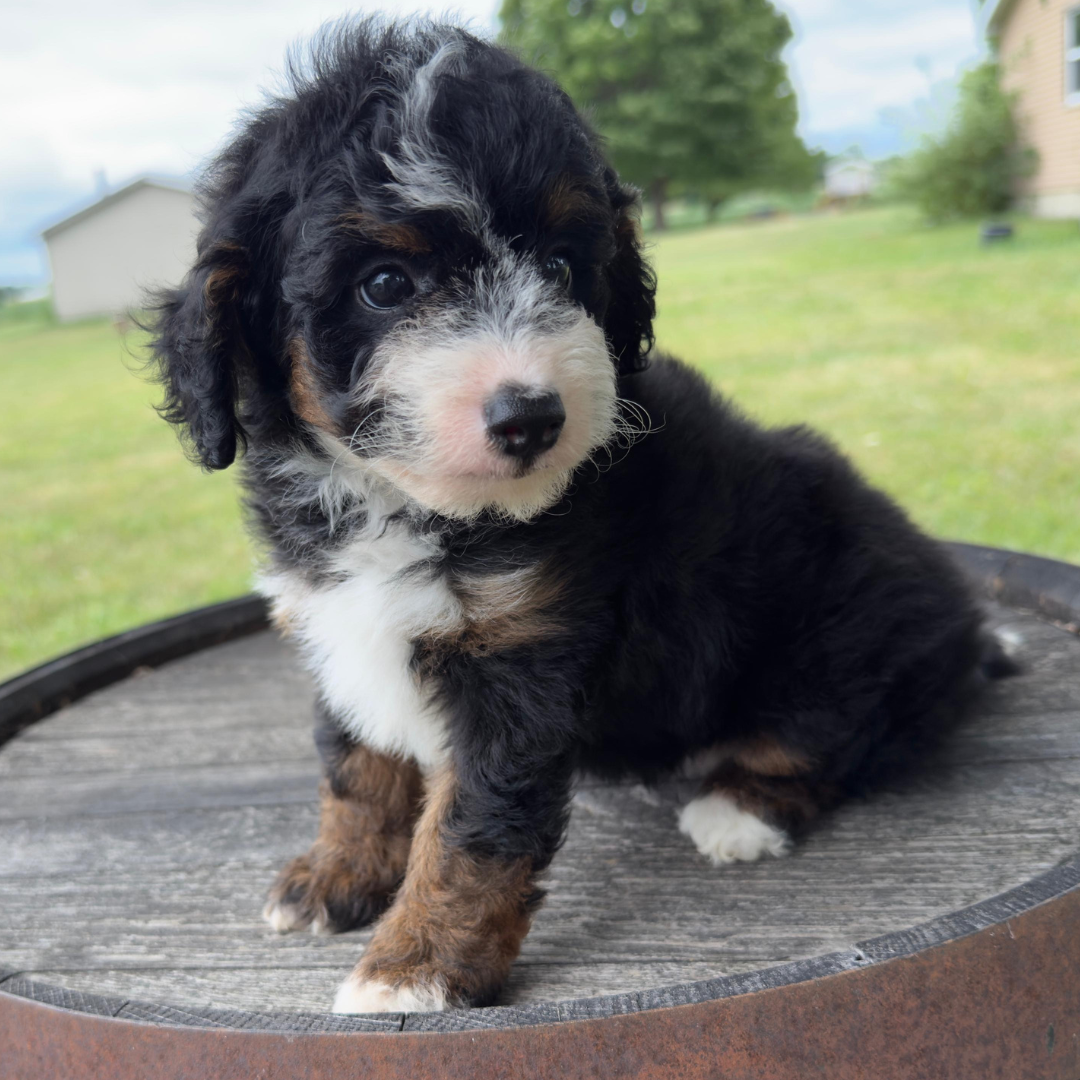 Micro-Bernedoodles