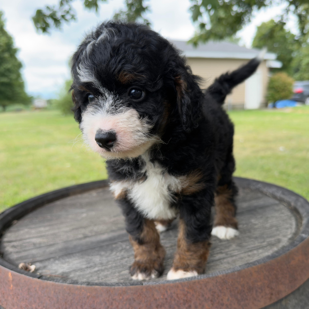 Micro-Bernedoodles